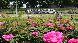 중랑천 서울장미축제 행사장 앞쪽으로 장미꽃이 만개하고, 몇몇 방문객들이 구경을 하고 있는 모습이다.